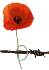 A poppy