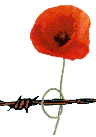 A poppy